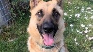 Meet Declan, The Inquisitive German Shepherd At Wenatchee Shelter