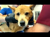 An anti-aging pill for dogs?
