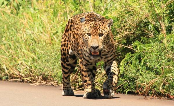 Histórica condena por matar a un yaguareté en Formosa: los detalles
