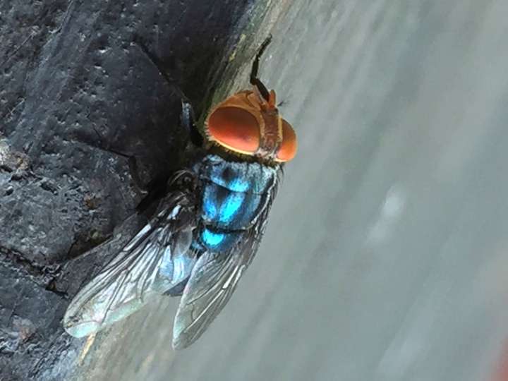 Case of rare parasite confirmed in US