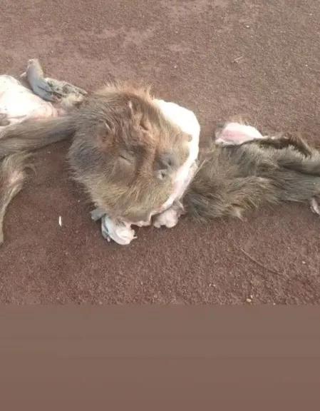 Indignación en Posadas: denuncian matanza de carpinchos en el puente El Zaimán