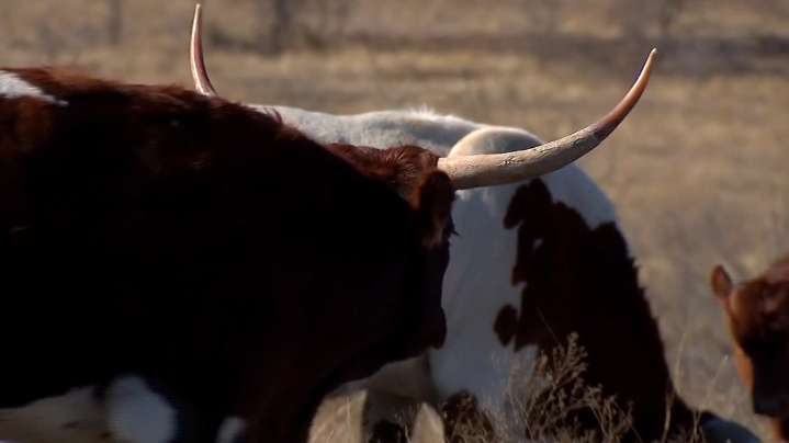 Cattle shortage drives beef prices to new highs in 2025
