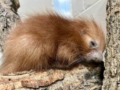 Lincoln Children's Zoo welcomes birth of porcupine