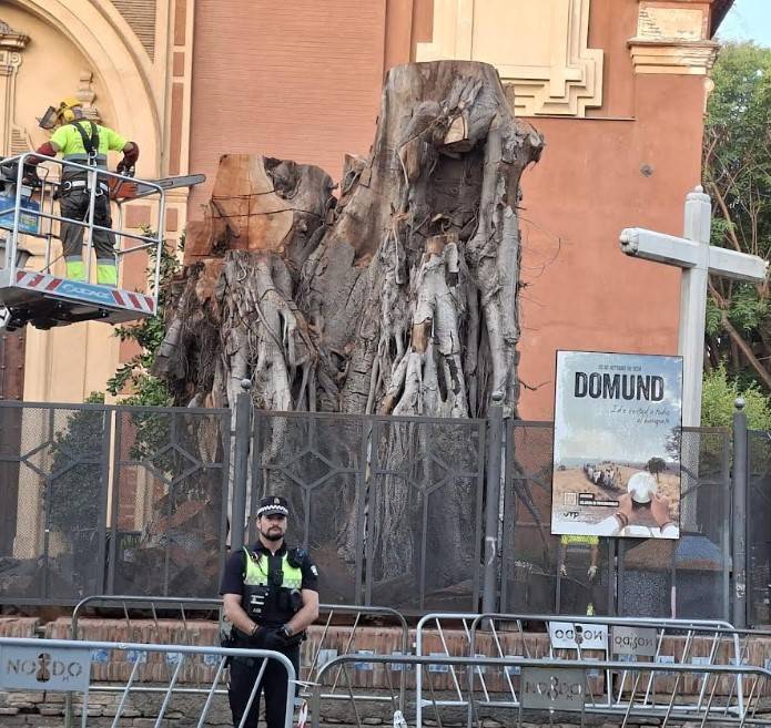 Vecinos de Sevilla se concentran en rechazo a la eliminación del ficus de San Jacinto