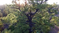 Earth Notes: Lagged Lookout Trees