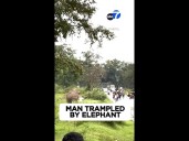 Man trampled by startled elephant