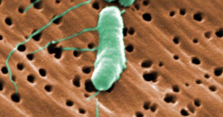 ¿Cómo es la bacteria 'carnívora' que ha dejado ya seis muertos en Estados Unidos?