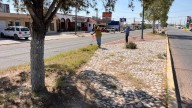 Asean el camellón de la avenida Juárez en Camargo