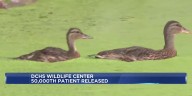 Dane Co. Humane Society Wildlife Center releases 50,000th patient