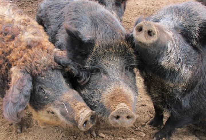 Wild pigs with blue meat found in California, officials sound alarm