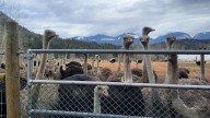 Judge refuses to allow more avian flu tests on ostriches at B.C. farm