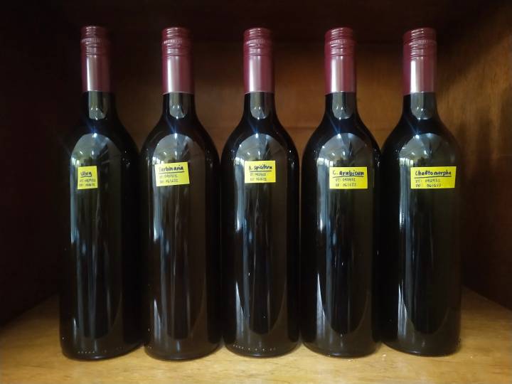 Las algas como alternativa a la viticultura sostenible