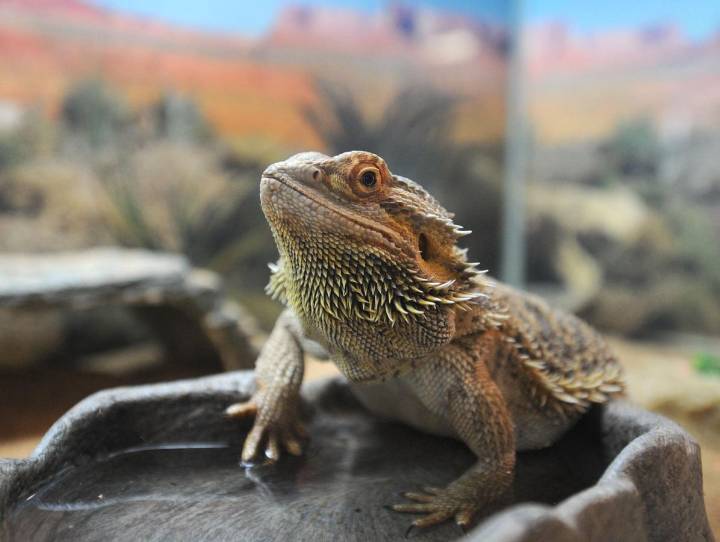 Bearded Dragons Linked To Multi-state Outbreak Of Rare Salmonella In Children