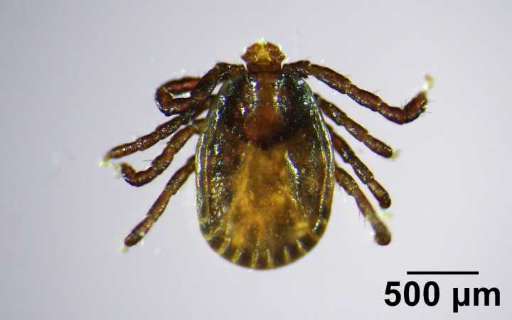 An invasive tick has been found in Maine for the 1st time