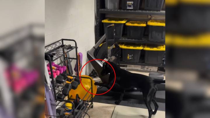 Kentucky Woman Stunned By What She Sees Her Dog Doing In The Garage