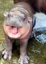 Internet Roasts PA Gov't For Using Viral Hippo Moo Deng To Promote Mail