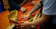 México intenta ‘salvar’ al jitomate: Fija precios mínimos para las exportaciones a EU