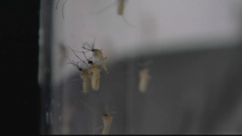 4 cases of West Nile virus under investigation in New Jersey, including in child