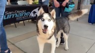 288 pets adopted during Clear the Shelters event in San Diego