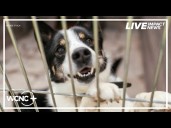 Clear the Shelters: Gaston County animals in need