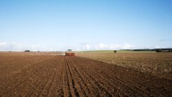 Pese a panorama incierto de presas, productores ven viable el cultivo de garbanzo en otoño