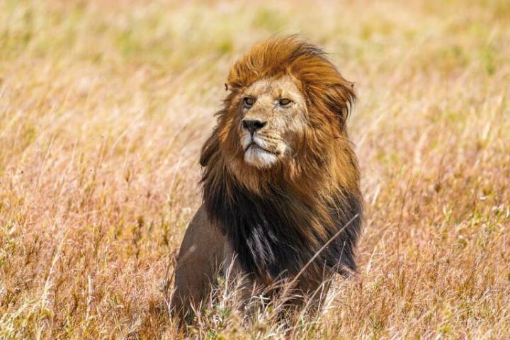 World lion day: Why is the king of the savanna declining?