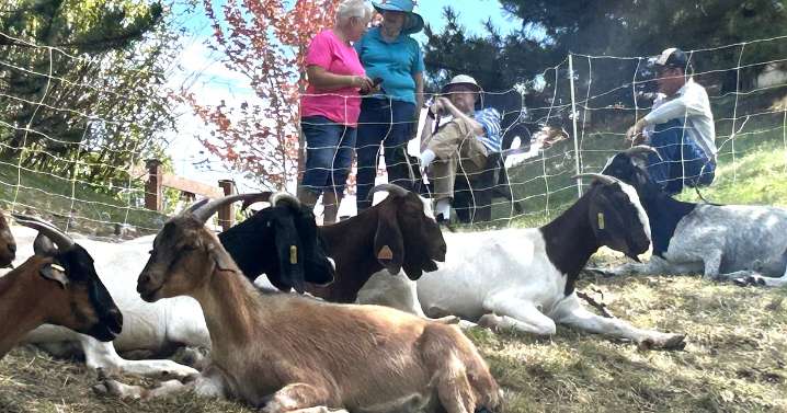 Nannies, billies brought in to clear Coeur d'Alene hillside