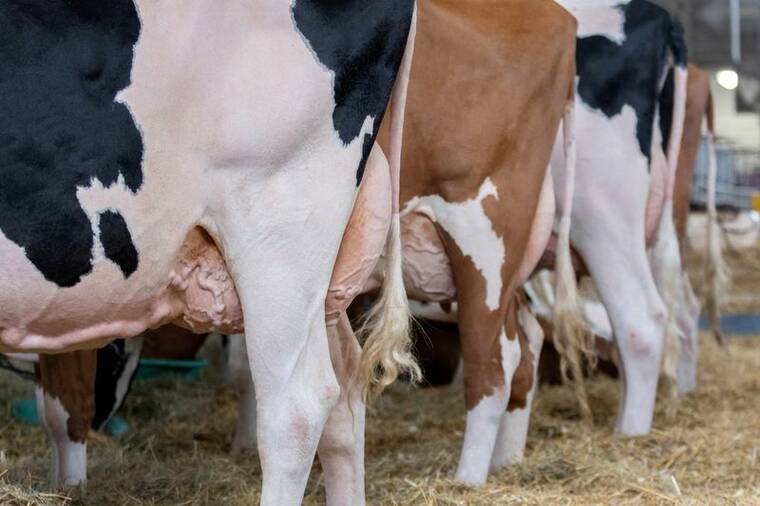 Bird flu may be airborne on dairy farms, scientists report