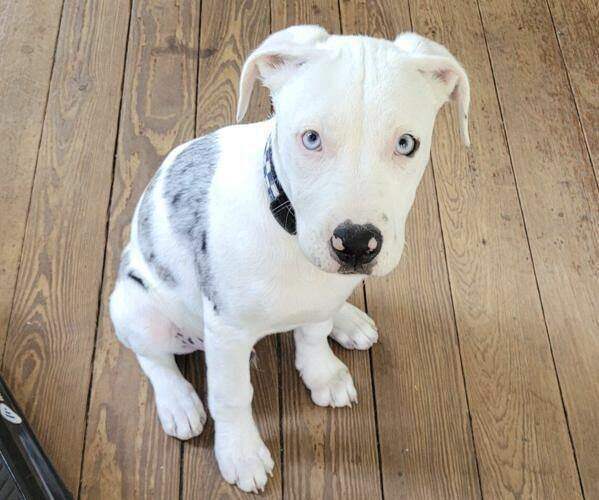 Free pet adoptions at Bradshaw Animal Shelter this Labor Day weekend