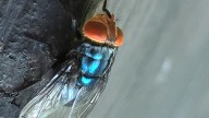 First US New World screwworm case linked to El Salvador travel