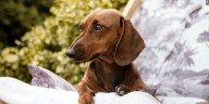 Dogtoberfest returns to Crow Creek Dog Park in September