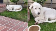 California Woman Leaves Her House, Then Finds A Shocking Surprise In Her Yard