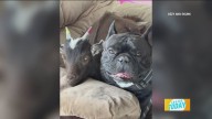 Pet Pics: Ozzy and Skunk don't mind their differences