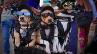 ¿Sabes cuánto cuesta tener una mascota en México? Esto dice la Condusef