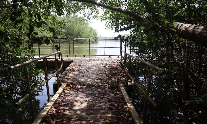 De zona cañera a paraíso natural: lo que esconde la reserva de Humacao