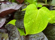 Rainfall may not be enough for plants