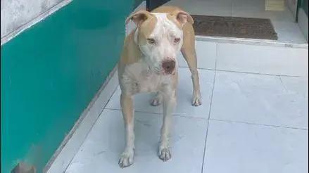 San Martín de Porres: perrito llamado Atreus se perdió hace más de una semana