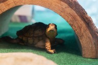 850 turtles headed to Hong Kong uncover smuggling operation