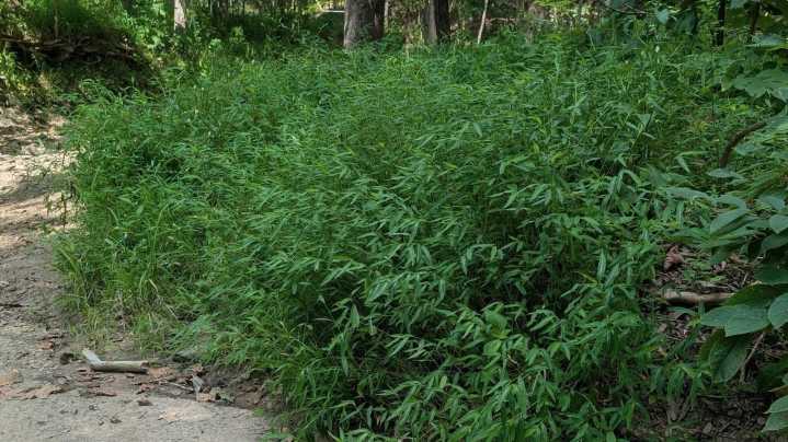 Scientists Call On Wisconsin Homeowners To Help Stop The Spread Of This Highly Invasive Plant