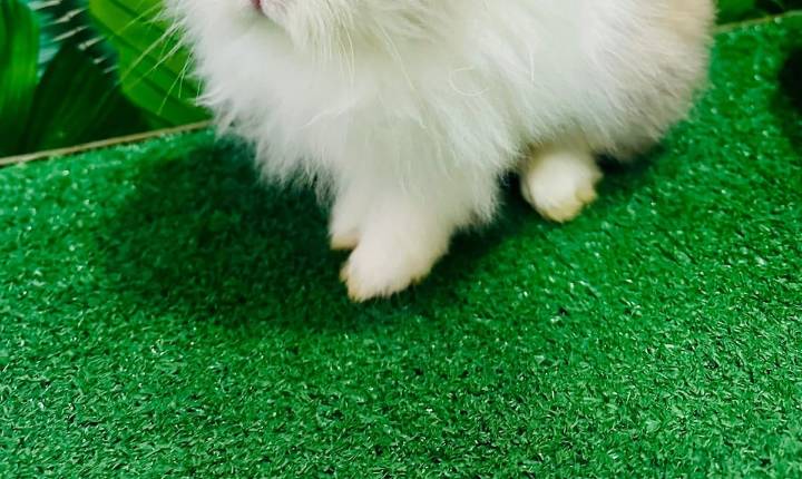 FOTOS: Estos son los animalitos que conocerás en curioso coffee shop en San Juan