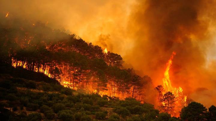 Ola de calor en España: más de 1.100 muertes y récord de superficie arrasada por incendios