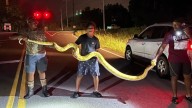 Large python captured in small South Carolina town
