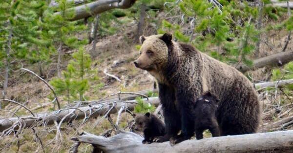 Biologists to capture Yellowstone grizzly bears to assess population
