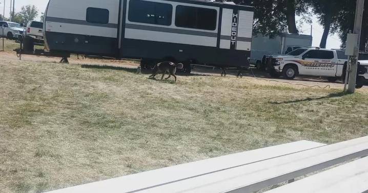 K9 Demonstration at Jerome Fair