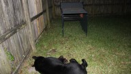 A man shot and killed a bear in his yard. He won’t face charges.