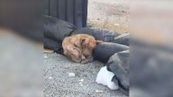 Living In Trash Beside A Dumpster In Texas, This Sweet Dog Was Waiting For Help