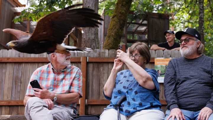 Cascades Raptor Center welcomes new hawk, baby owls