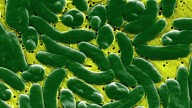 Deaths From Flesh-Eating Bacteria Are Rising In Parts Of The US