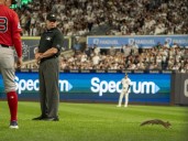 Squirrel runs onto Yankee Stadium field, causes brief delay