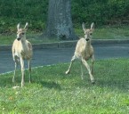 Two orphaned fawns make unlikely home behind Toms River craft store
